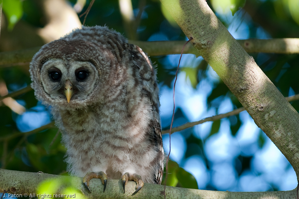 Barred Owl Chick Keeping an Eye on Things   Gatorland, Kissimmee, Florida