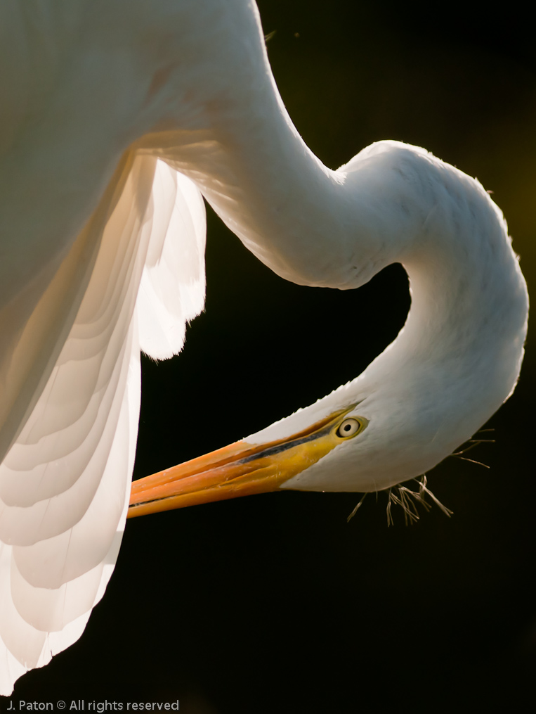 Backlit Great Egret   Gatorland, Kissimmee, Florida