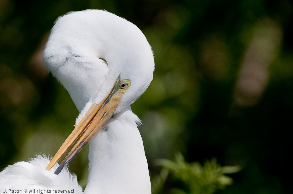 Great Egret   Gatorland, Kissimmee, Florida