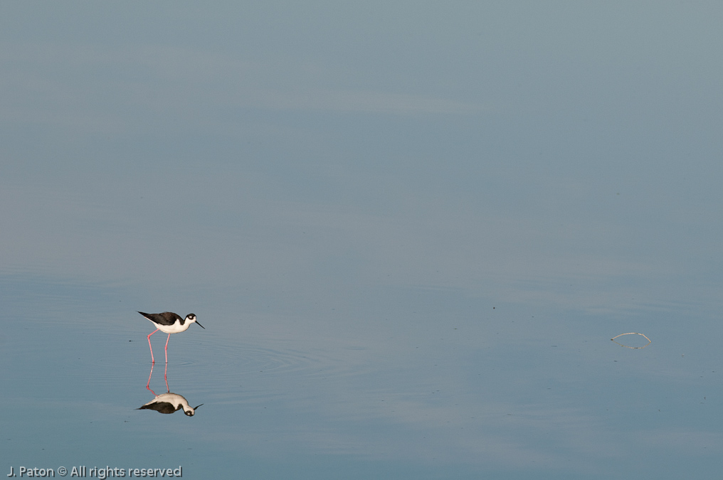 Black-necked Stilt   Viera Wetlands, Florida