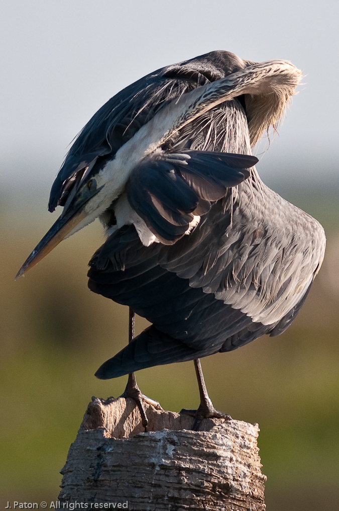 Great Blue Heron Contortions   Viera Wetlands, Florida