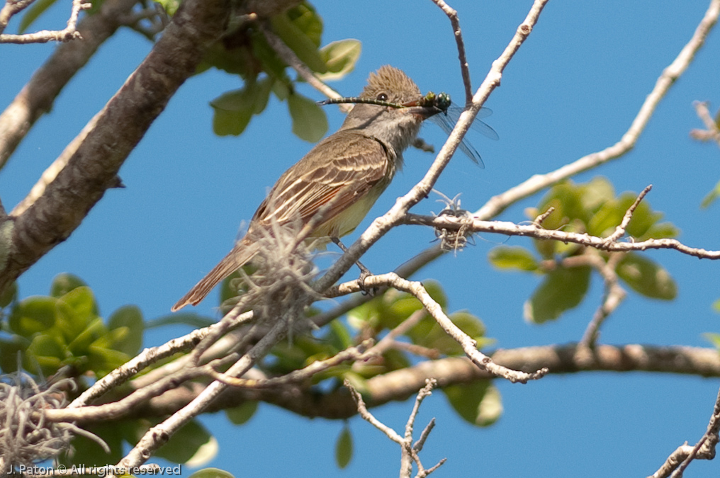 Great Crested Flycatcher   Melbourne, Florida