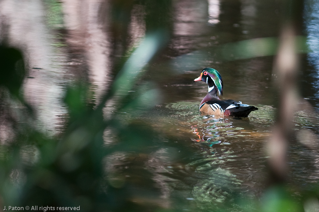 Wood Duck   Mead Gardens, Winter Park, Florida