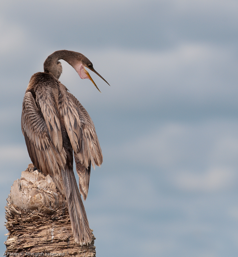 Anhinga   Viera Wetlands, Florida