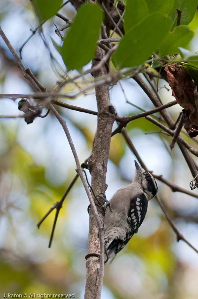 Downy Woodpecker?   Oak Hammock Trail, Merritt Island National Wildlife Refuge, Florida