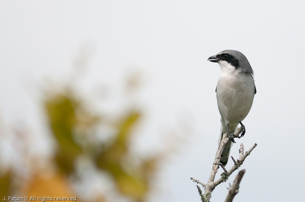 Loggerhead Shrike   