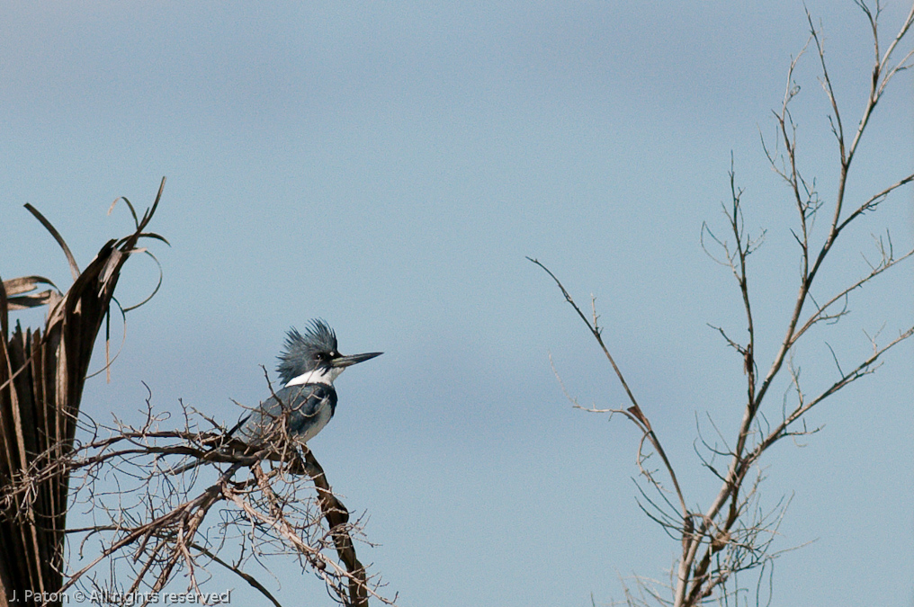    Moccasin Island Tract, River Lakes Conservation Area, Florida