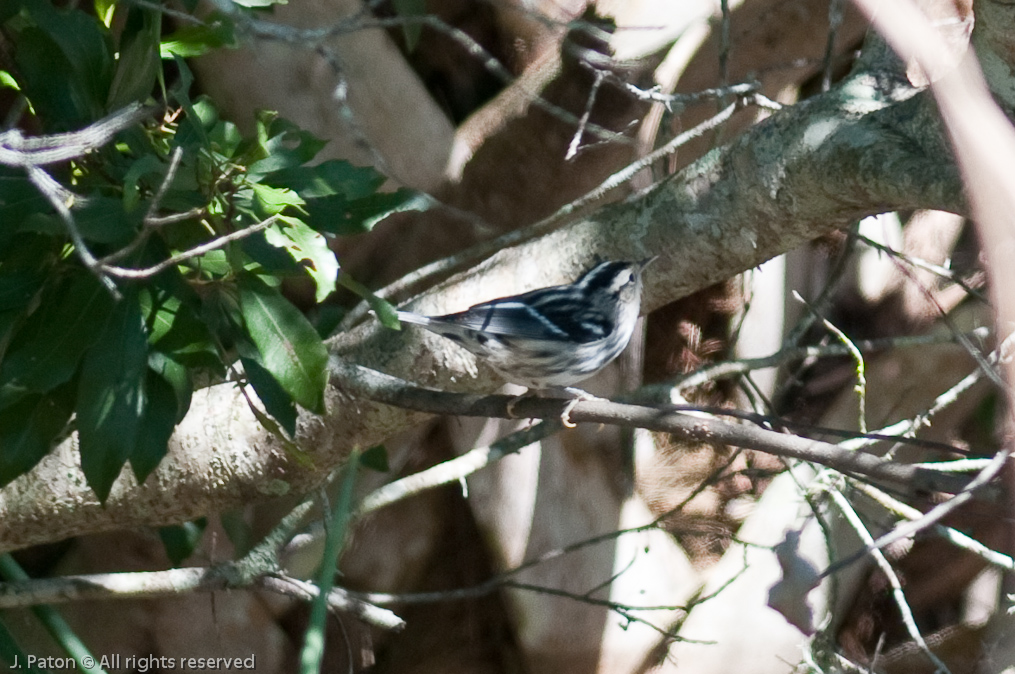 Black-and-white Warbler   Moccasin Island Tract, River Lakes Conservation Area, Florida