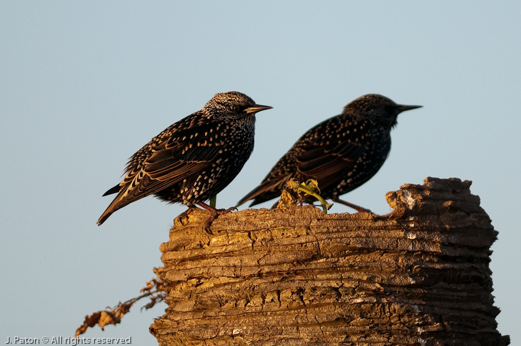 European Starling   Viera Wetlands, Florida