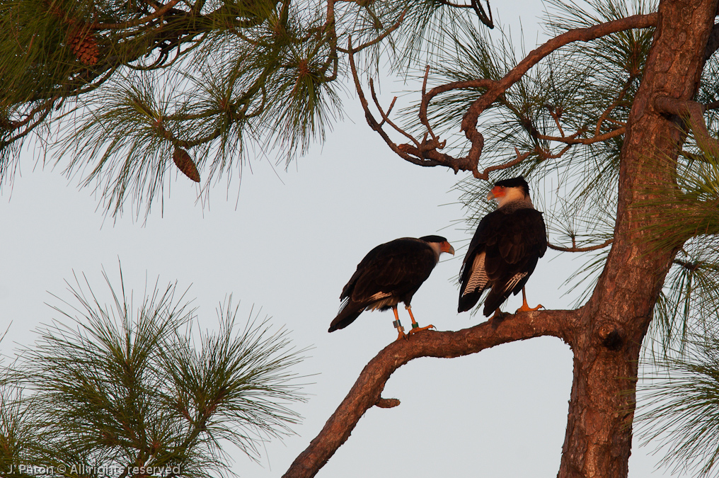 Crested Caracara   Viera Wetlands, Florida