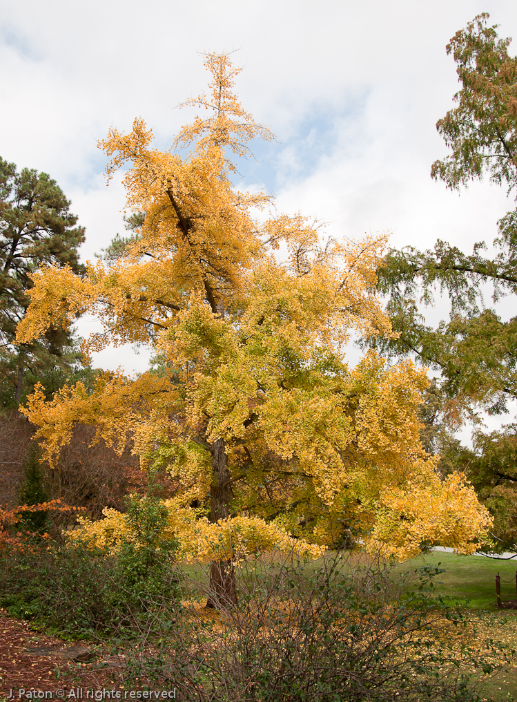 Ginkgo biloba   Sarah P. Duke Gardens, North Carolina