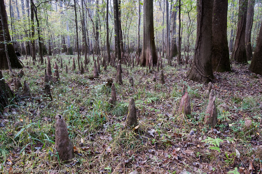 Bald Cypress   Congaree National Park, South Carolina