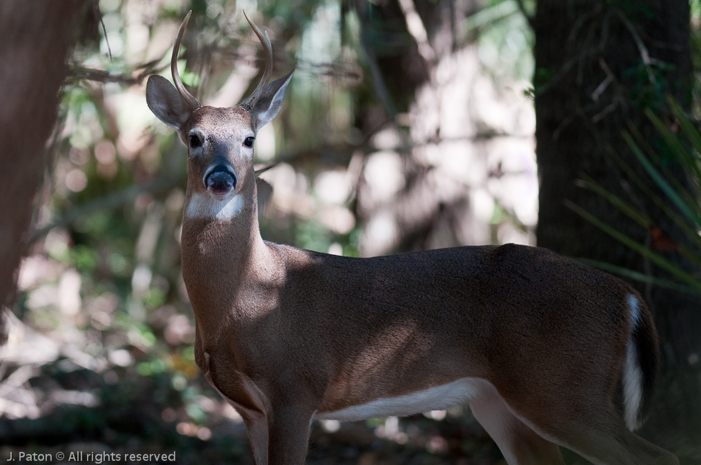 Deer   Pinckney Island National Wildlife Refuge, South Carolina