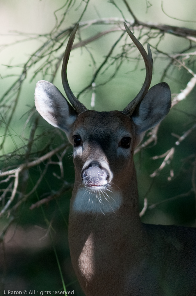 Deer   Pinckney Island National Wildlife Refuge, South Carolina