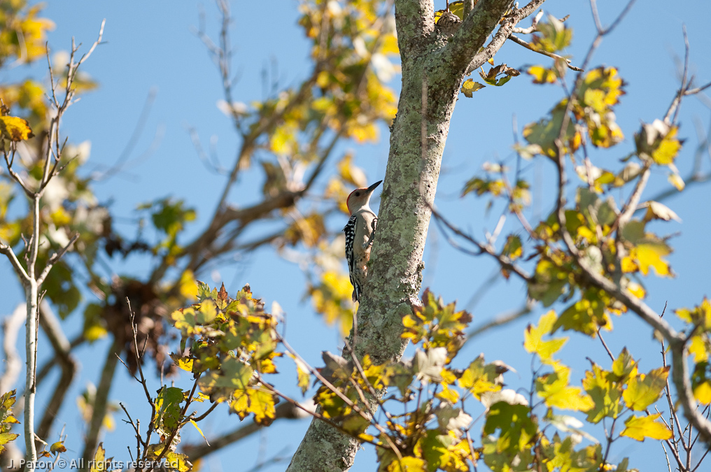 Red-bellied Woodpecker   Moccasin Island Tract, River Lakes Conservation Area, Florida