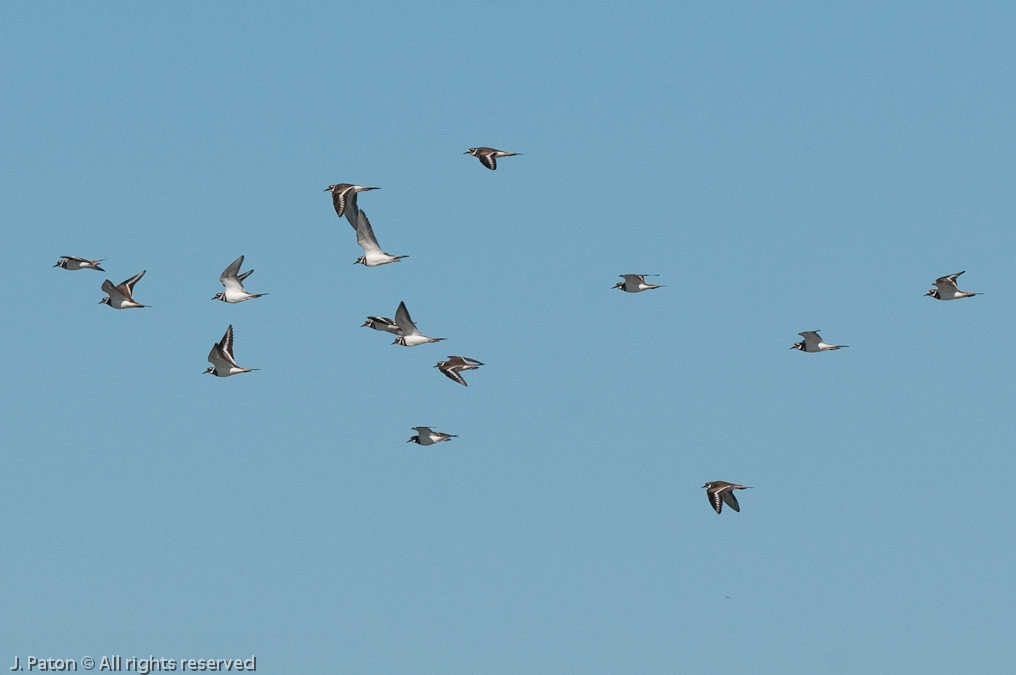 Killdeer in Flight   Moccasin Island Tract, River Lakes Conservation Area, Florida