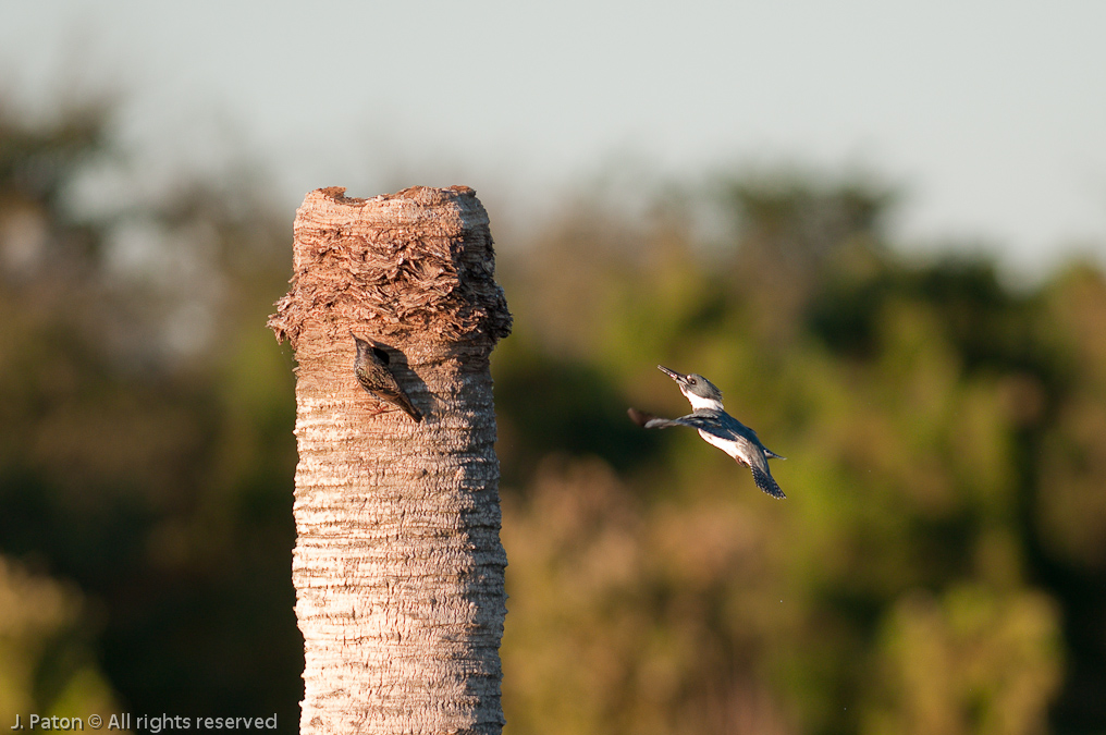 Belted Kingfisher   Viera Wetlands, Florida