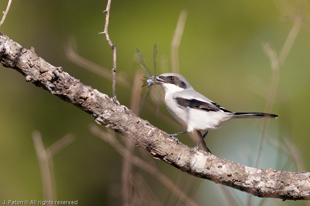 Loggerhead Shrike with Catch   Moccasin Island Tract, River Lakes Conservation Area, Florida