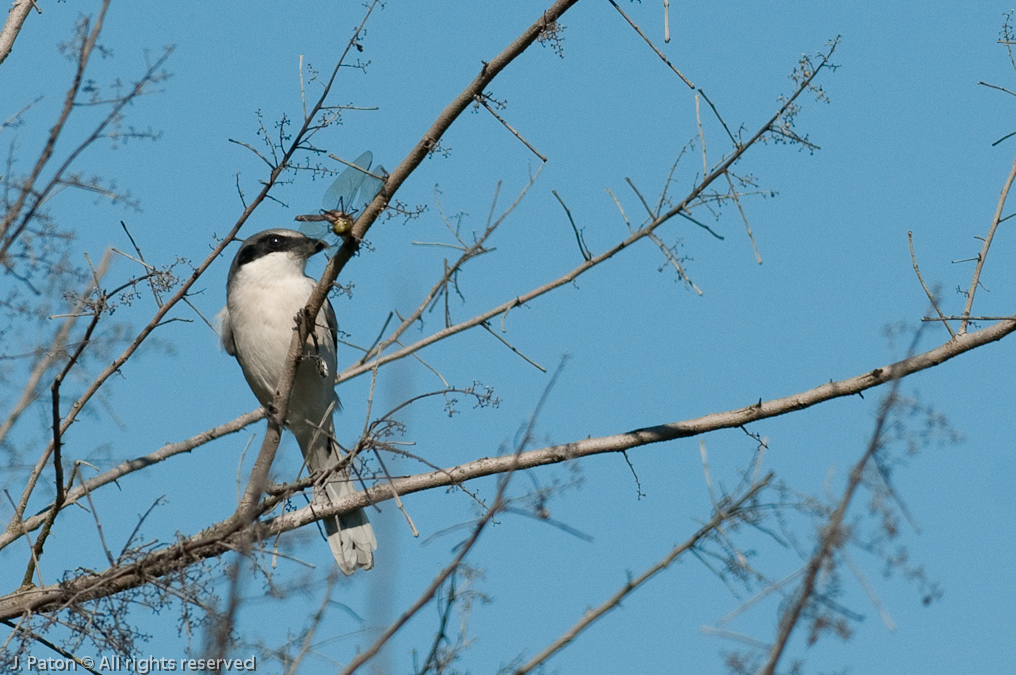    Moccasin Island Tract, River Lakes Conservation Area, Florida