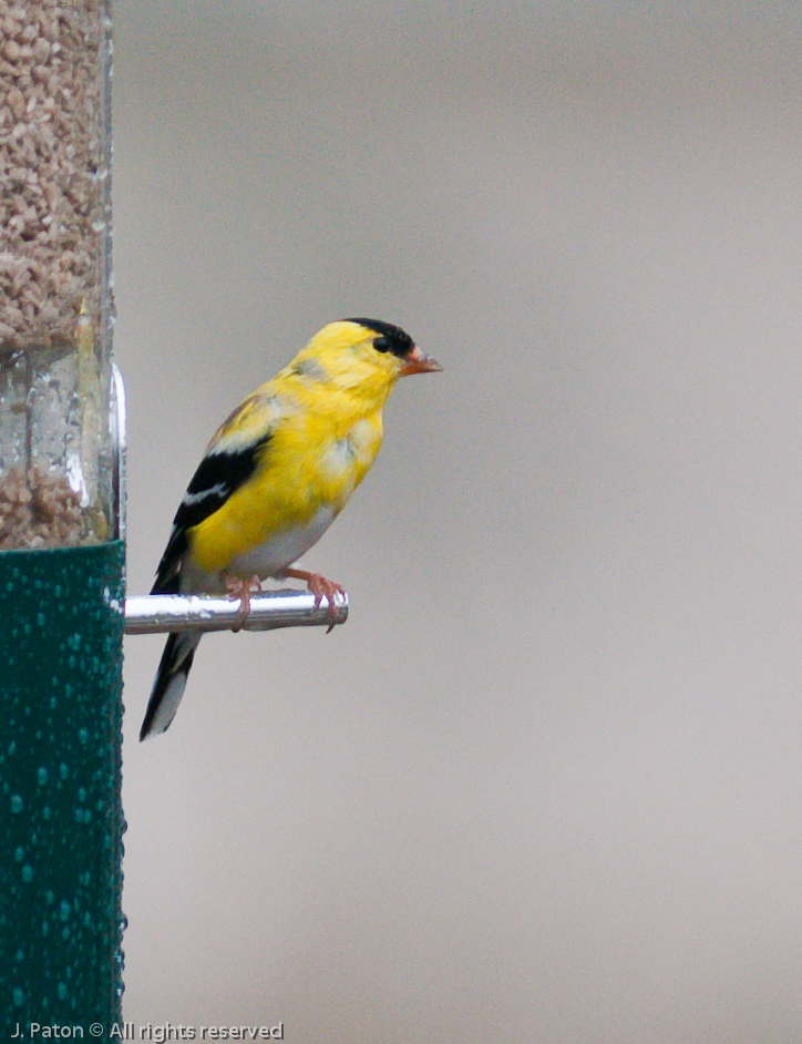 American Goldfinch   Melbourne, Florida