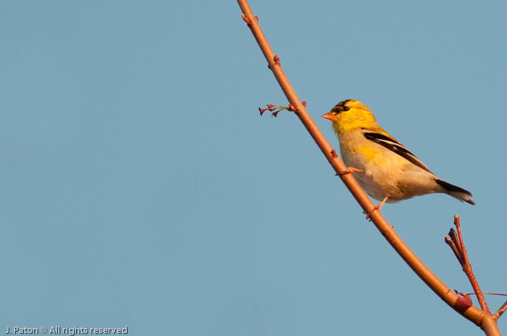 American Goldfinch   Melbourne, Florida