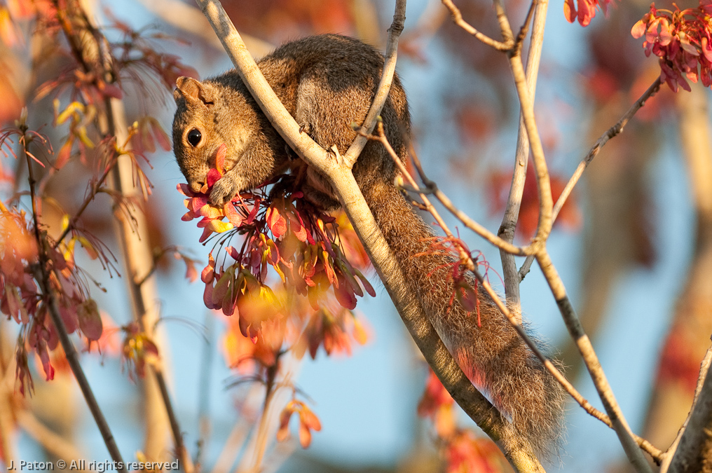 Squirrel Heaven   Melbourne, Florida