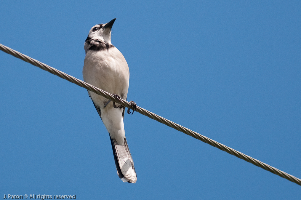 Blue Jay From Below   West Melbourne, Florida