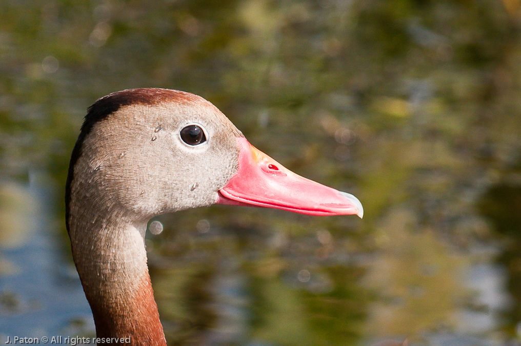 Black-bellied Whistling Duck   Viera Wetlands, Florida