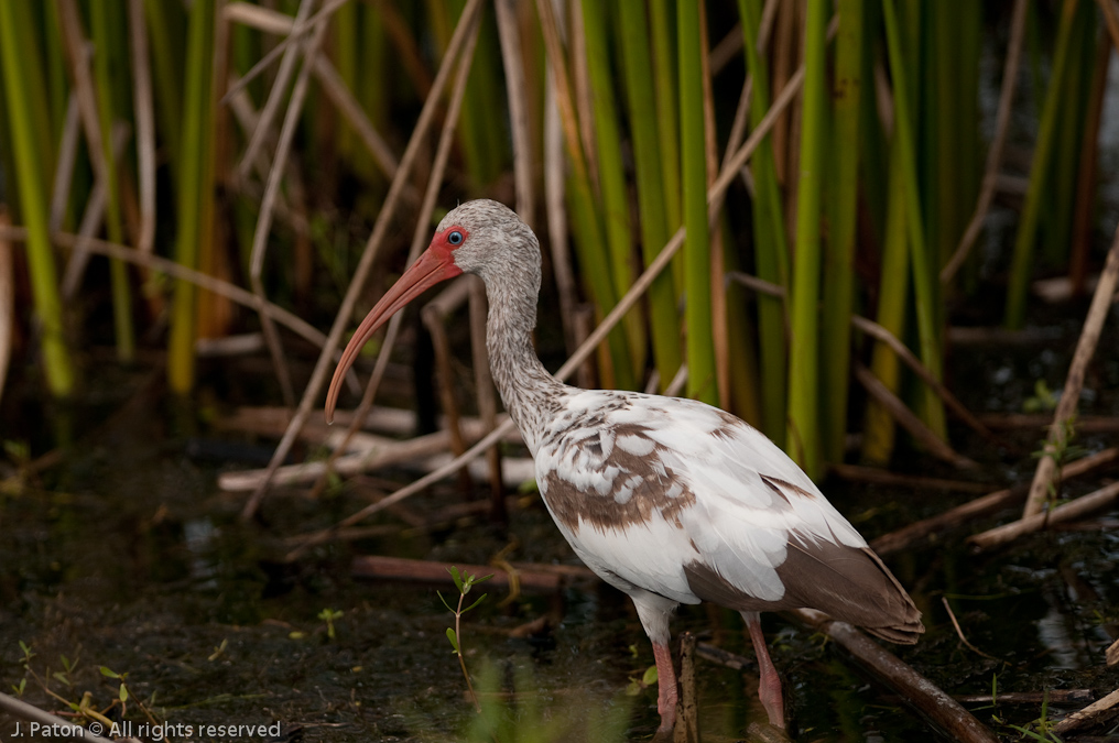 Young White Ibis   Viera Wetlands, Florida