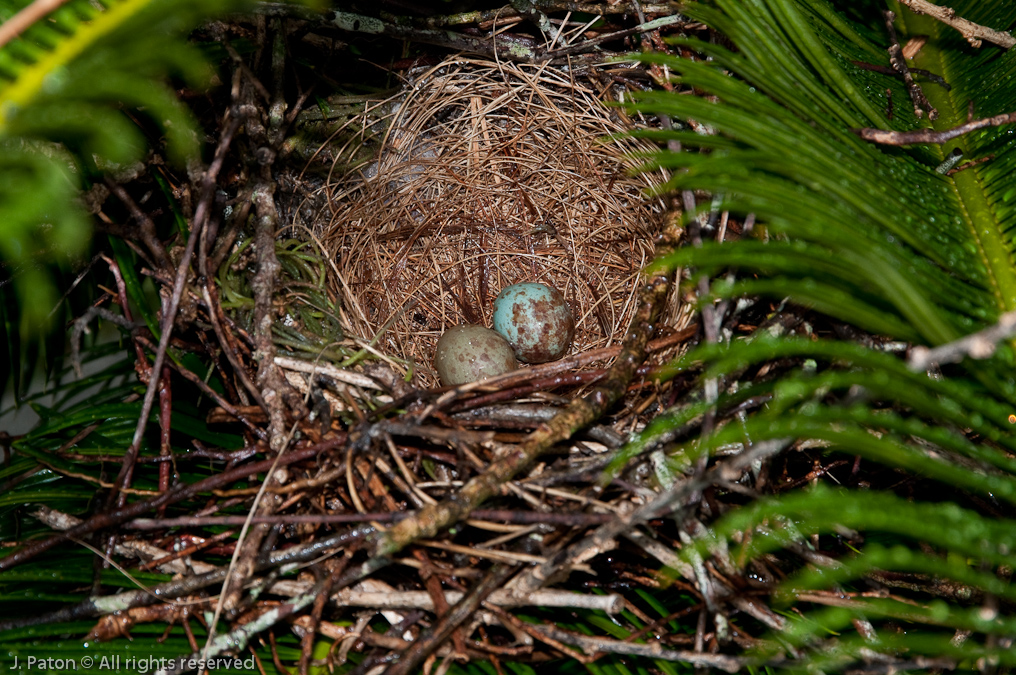 Mockingbird Nest with Eggs   