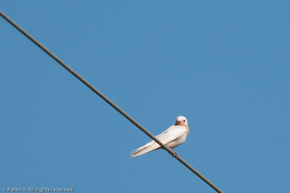 Leucistic Barn Swallow   Joe Overstreet Road, Florida