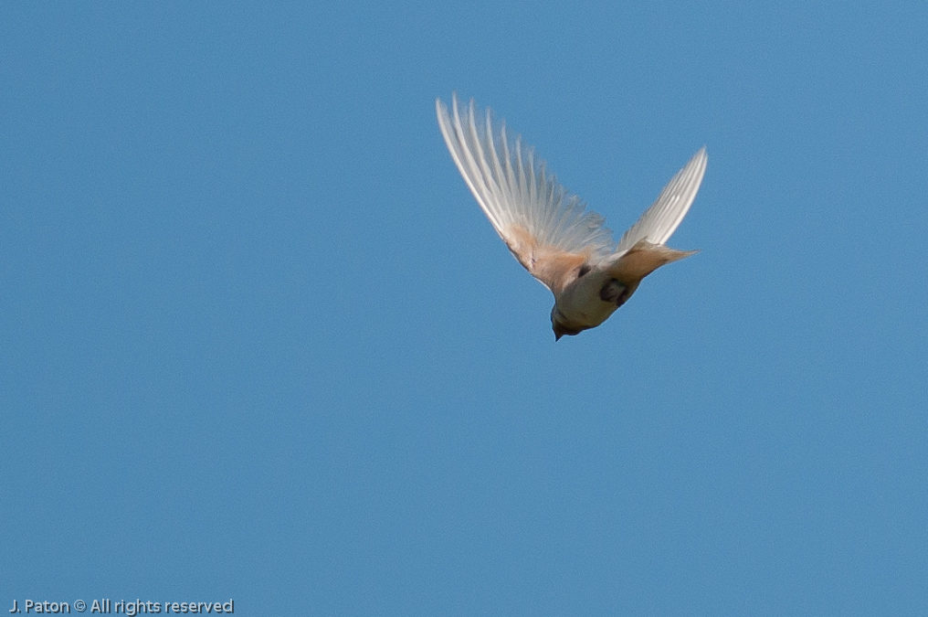 Leucistic Barn Swallow   Joe Overstreet Road, Florida